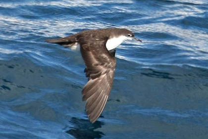 Galápagos Shearwater Image @ Kiwifoto.com