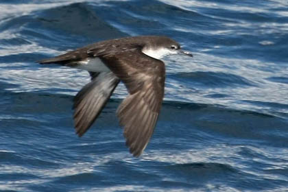 Galpagos Shearwater Photo @ Kiwifoto.com