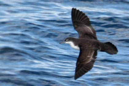 Galpagos Shearwater Image @ Kiwifoto.com