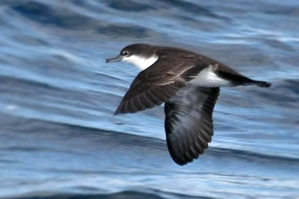 Galpagos Shearwater Photo @ Kiwifoto.com