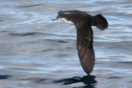 Galpagos Shearwater Image @ Kiwifoto.com