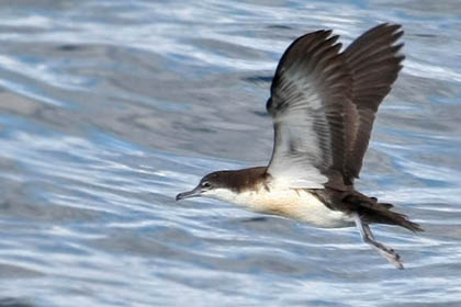 Galpagos Shearwater Photo @ Kiwifoto.com