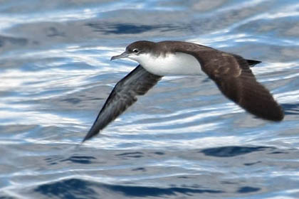 Galápagos Shearwater Image @ Kiwifoto.com