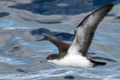 Galpagos Shearwater Image @ Kiwifoto.com