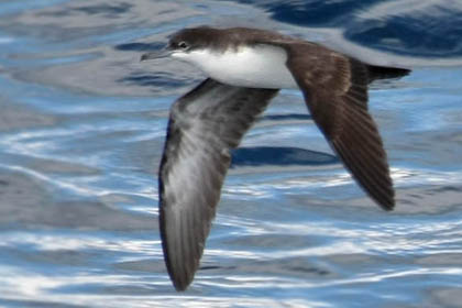 Galpagos Shearwater Image @ Kiwifoto.com