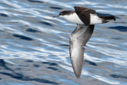 Galpagos Shearwater Image @ Kiwifoto.com