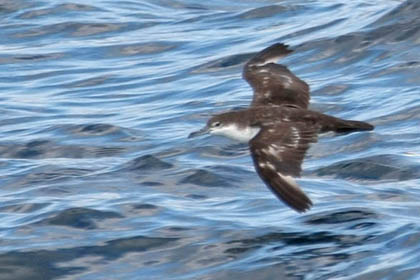 Galpagos Shearwater Image @ Kiwifoto.com