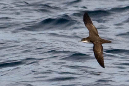 Galpagos Shearwater Image @ Kiwifoto.com
