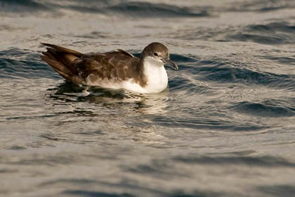 Galpagos Shearwater Image @ Kiwifoto.com