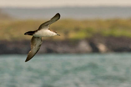 Galpagos Shearwater Photo @ Kiwifoto.com