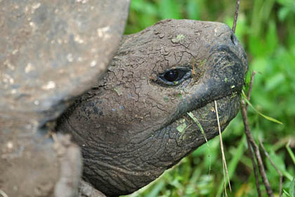 Galpagos Tortoise Picture @ Kiwifoto.com