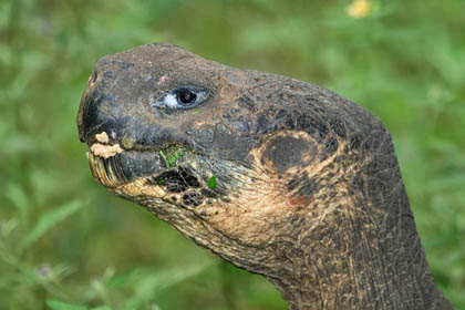 Galapagos Tortoise (Geochelone elephantopus porteri)