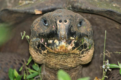 Galapagos Tortoise (Geochelone elephantopus porteri)