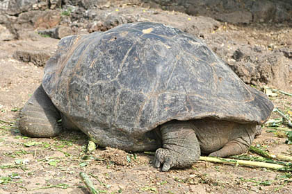 Galpagos Tortoise Photo @ Kiwifoto.com