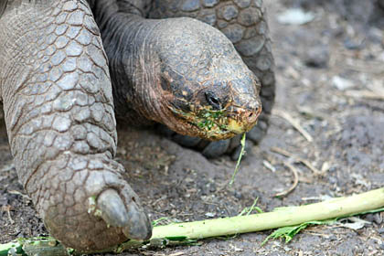 Galpagos Tortoise Picture @ Kiwifoto.com