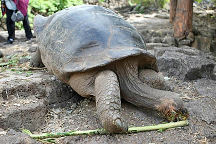 Galpagos Tortoise Photo @ Kiwifoto.com