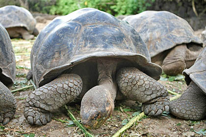 Galápagos Tortoise Image @ Kiwifoto.com