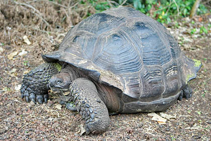 Galpagos Tortoise Photo @ Kiwifoto.com