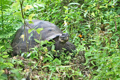 Galpagos Tortoise Picture @ Kiwifoto.com