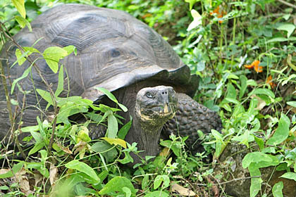 Galpagos Tortoise Image @ Kiwifoto.com