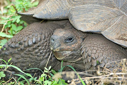 Galápagos Tortoise Picture @ Kiwifoto.com