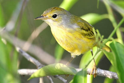 Galpagos Yellow Warbler Photo @ Kiwifoto.com