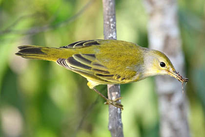 Galpagos Yellow Warbler Photo @ Kiwifoto.com