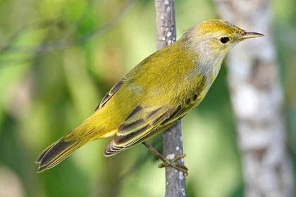 Galápagos Yellow Warbler Picture @ Kiwifoto.com