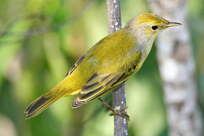 Galpagos Yellow Warbler Image @ Kiwifoto.com