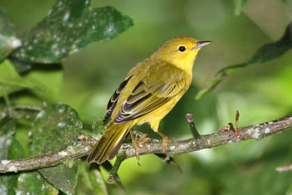 Galpagos Yellow Warbler Image @ Kiwifoto.com