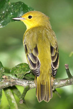 Galpagos Yellow Warbler Picture @ Kiwifoto.com