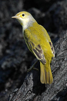 Galápagos Yellow Warbler Image @ Kiwifoto.com