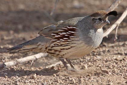 Gambel's Quail Picture @ Kiwifoto.com