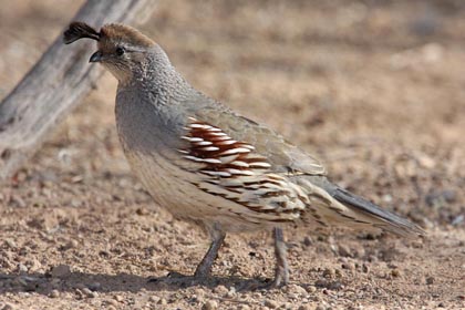 Gambel's Quail Photo @ Kiwifoto.com