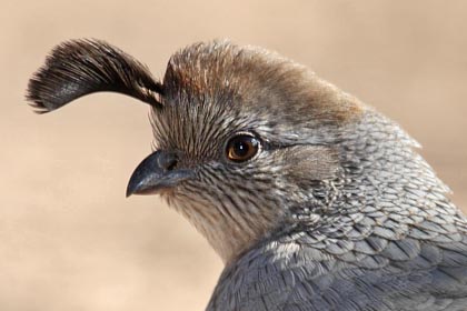 Gambel's Quail Photo @ Kiwifoto.com