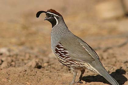 Gambel's Quail Image @ Kiwifoto.com