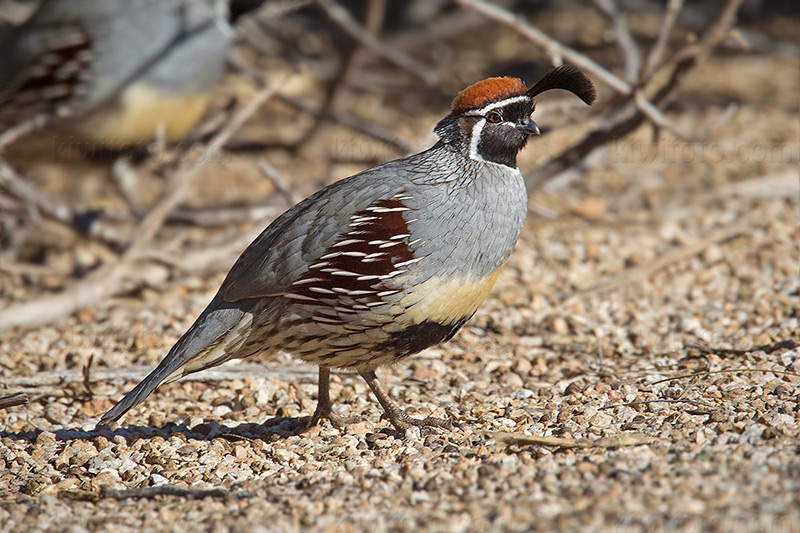 Gambel's Quail Photo @ Kiwifoto.com