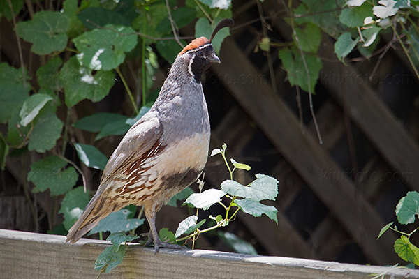 Gambel's Quail Picture @ Kiwifoto.com