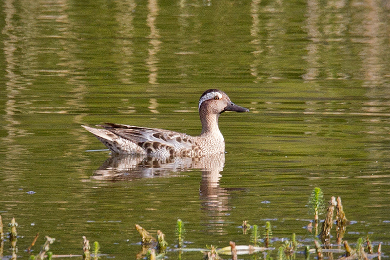 Garganey Photo @ Kiwifoto.com