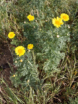 Garland Chrysanthemum