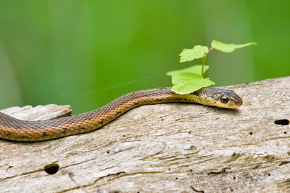 Garter Snake Garter Snake