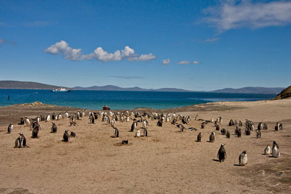 Gentoo Penguin Image @ Kiwifoto.com