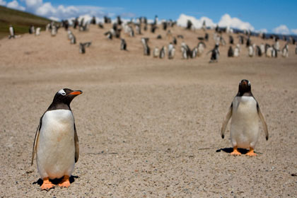 Gentoo Penguin Picture @ Kiwifoto.com