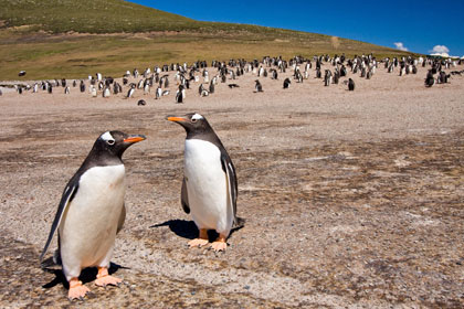Gentoo Penguin Image @ Kiwifoto.com