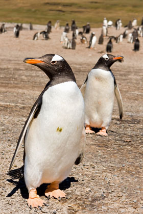 Gentoo Penguin Photo @ Kiwifoto.com