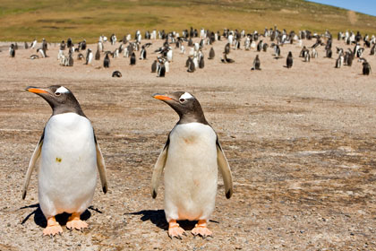 Gentoo Penguin Picture @ Kiwifoto.com