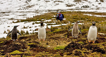 Gentoo Penguin Photo @ Kiwifoto.com