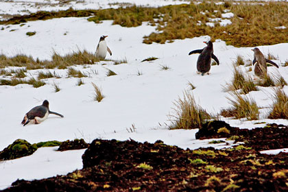 Gentoo Penguin Image @ Kiwifoto.com