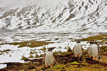 Gentoo Penguin Picture @ Kiwifoto.com