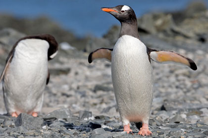 Gentoo Penguin Image @ Kiwifoto.com